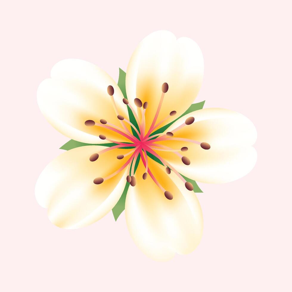 Realistic cherry blossom illustration on white background vector