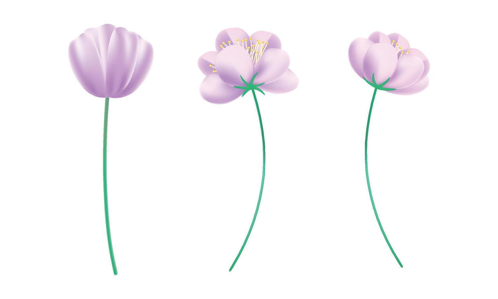 Realistic cherry blossoms on white background vector