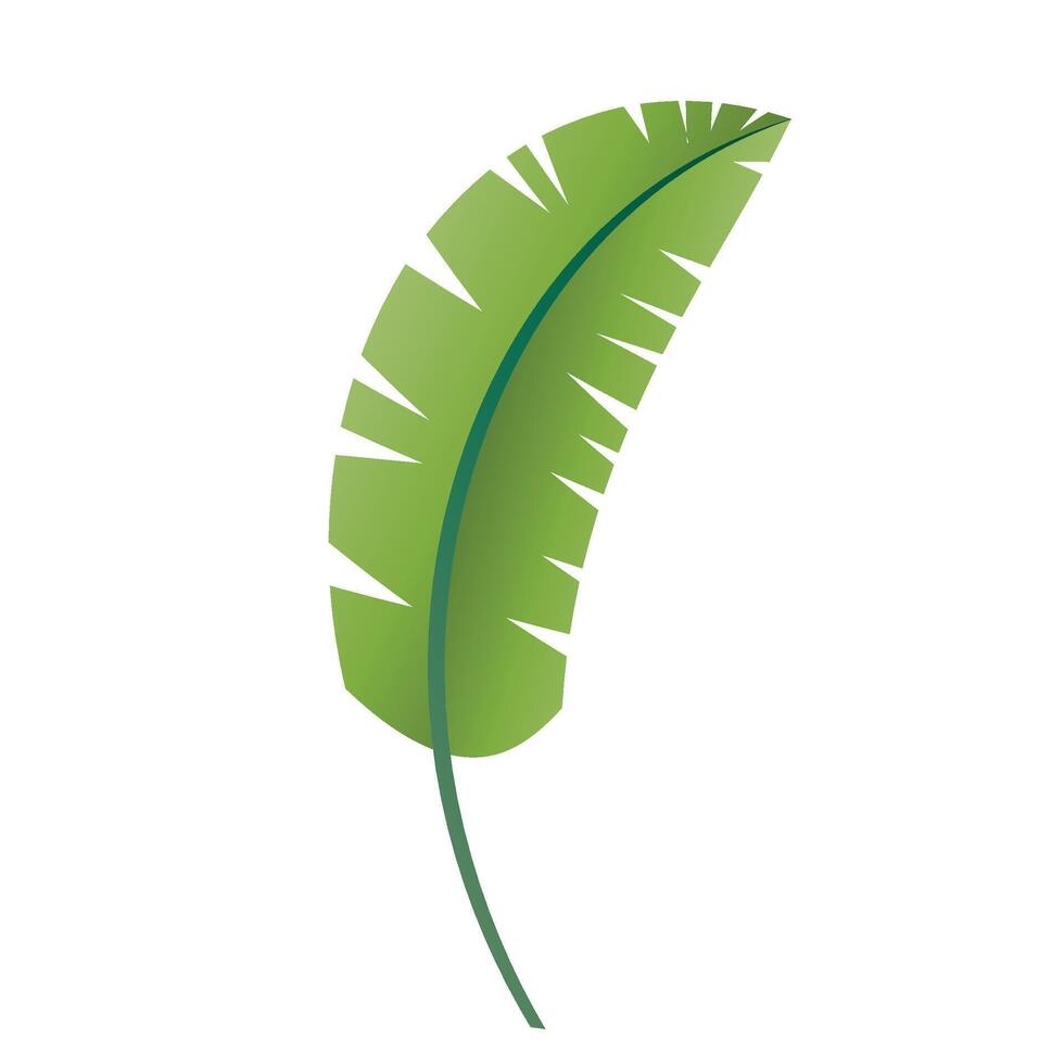 hand drawn palm leave illustration on white vector