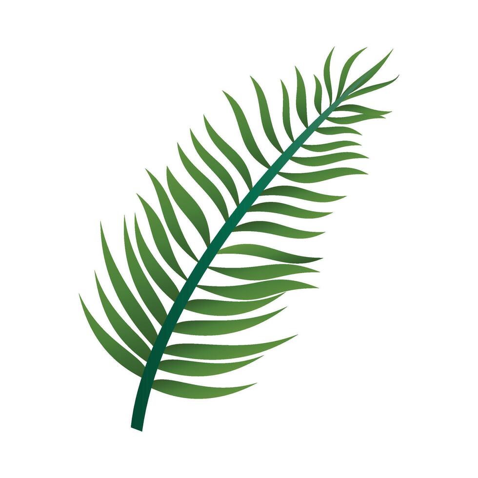 hand drawn palm leaves on white background vector