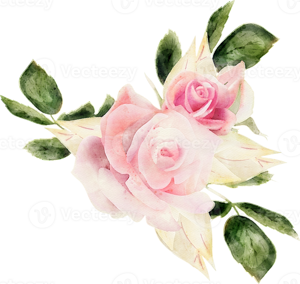 Rose Flora Watercolor illustration png
