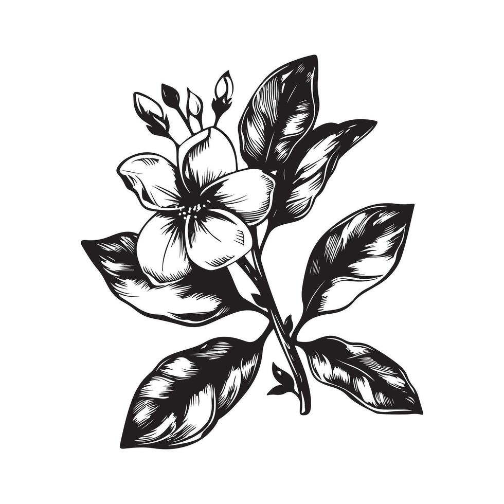 Branch sampaguita flower Hand drawn on white background vector