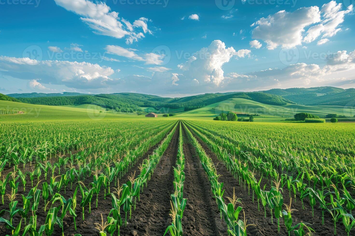 A verdant cornfield extends towards rolling hills under a blue sky with fluffy clouds photo