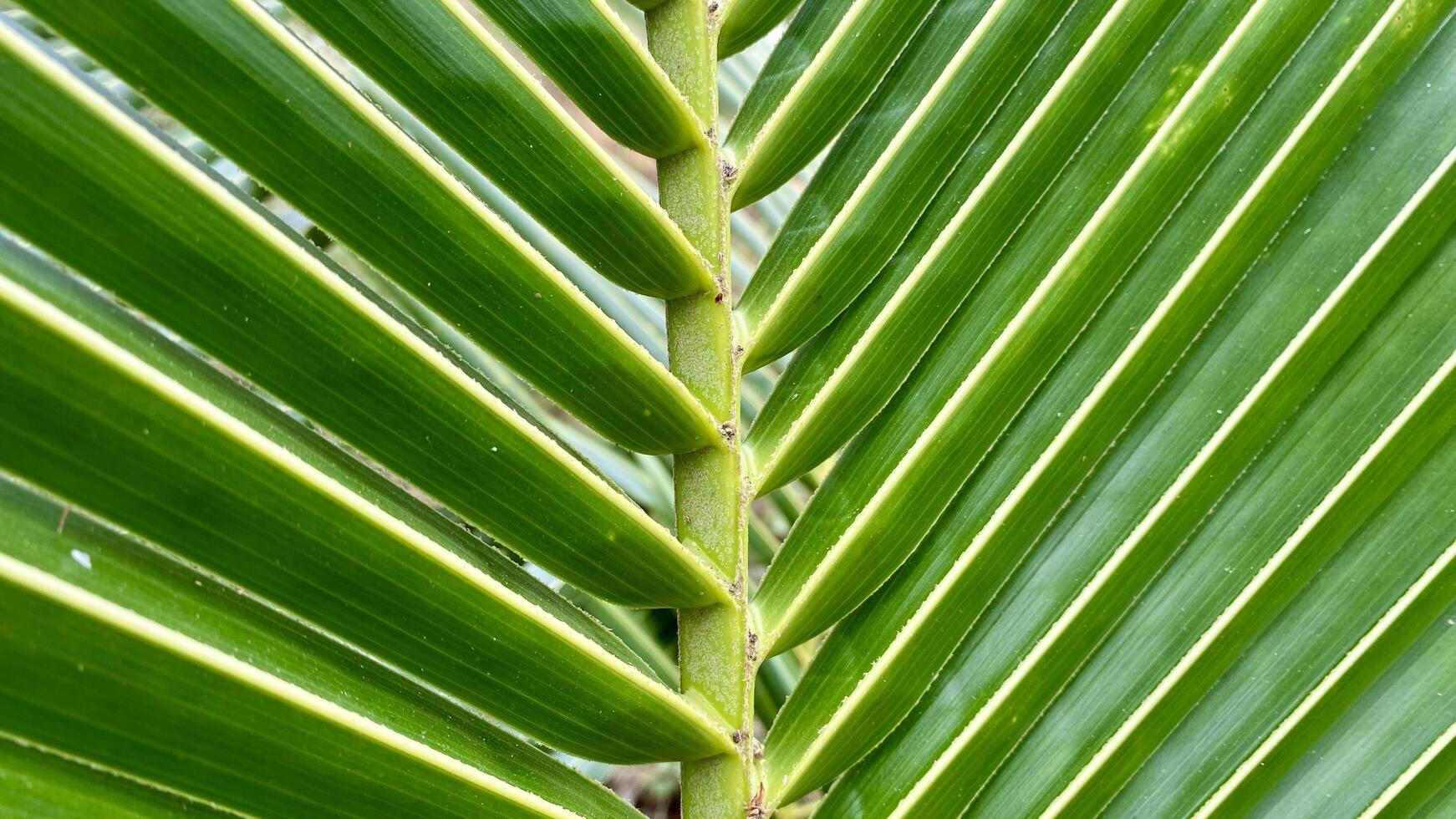Close-up of a Coconut Tree Leaf photo