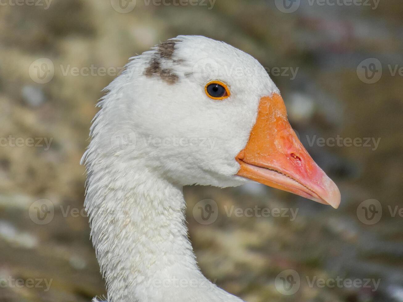 Geese Close Up Background photo