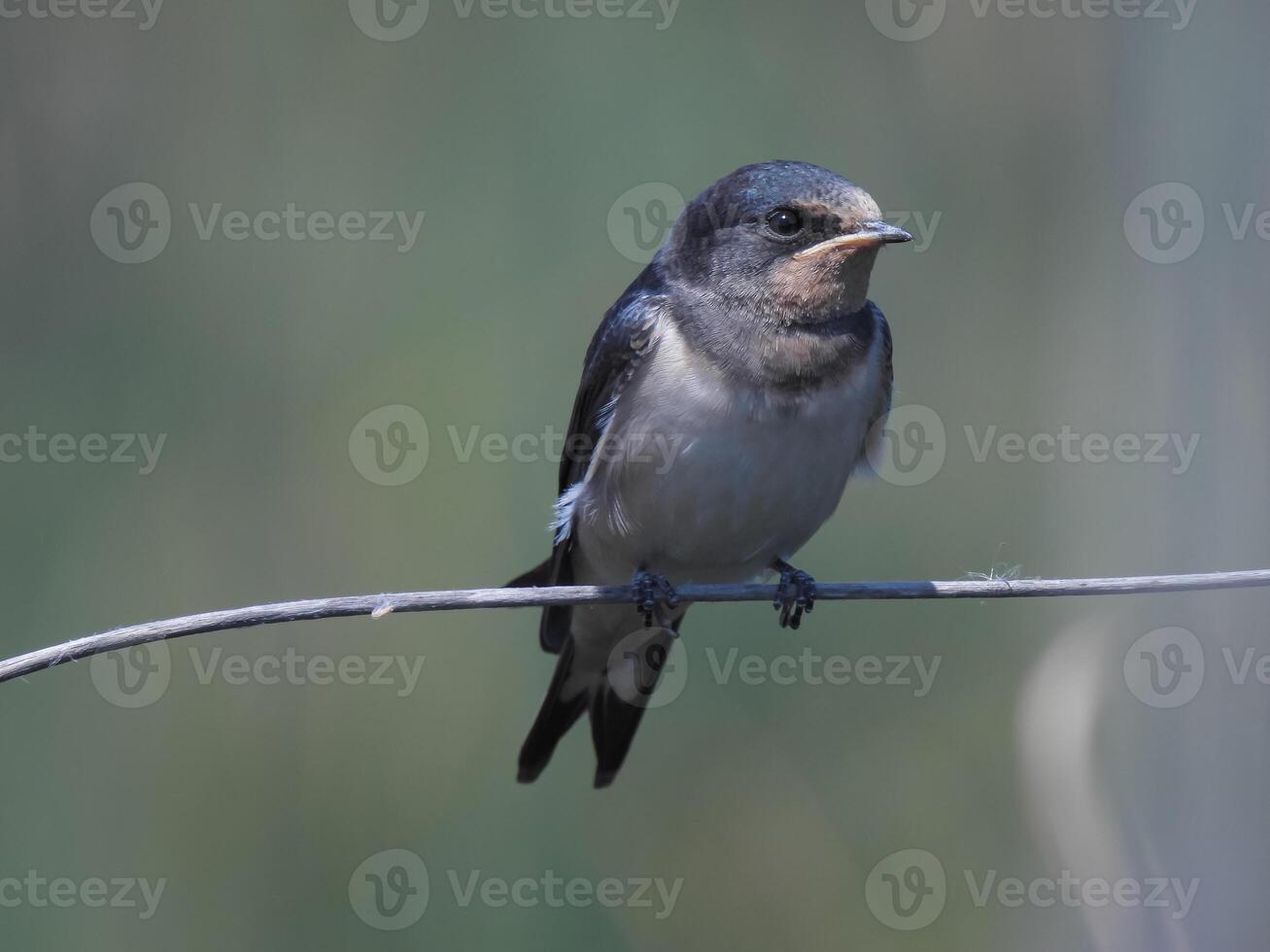 Barn Swallows Bird Photography photo