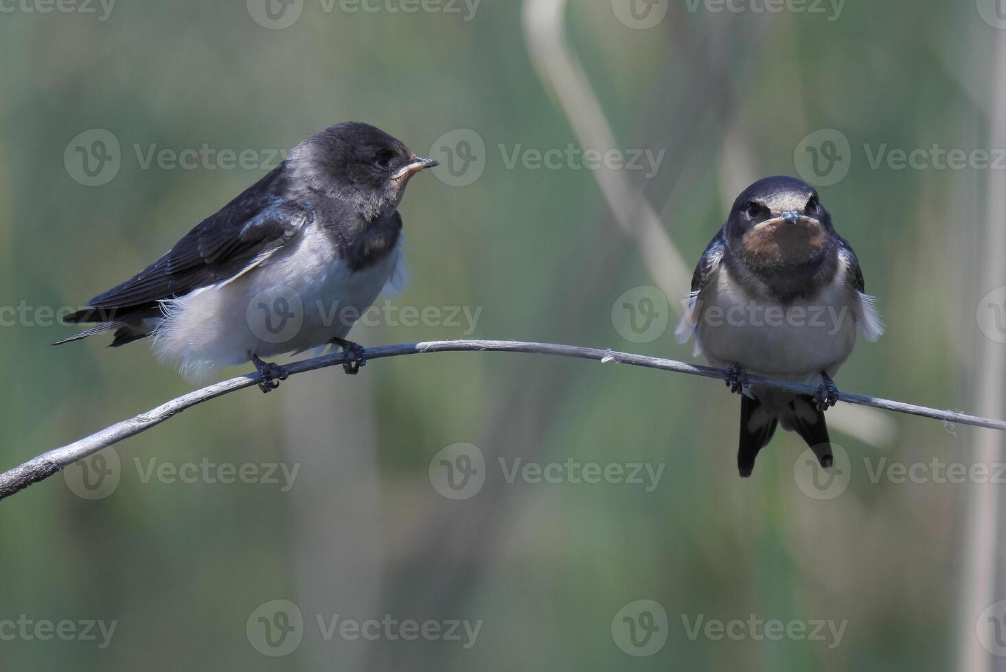 Barn Swallows Bird Photography photo