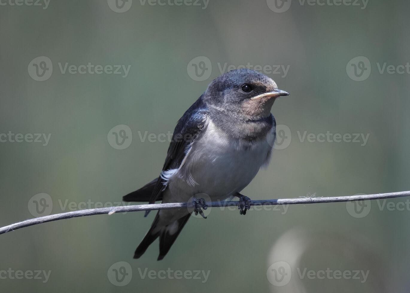 Barn Swallows Bird Photography photo