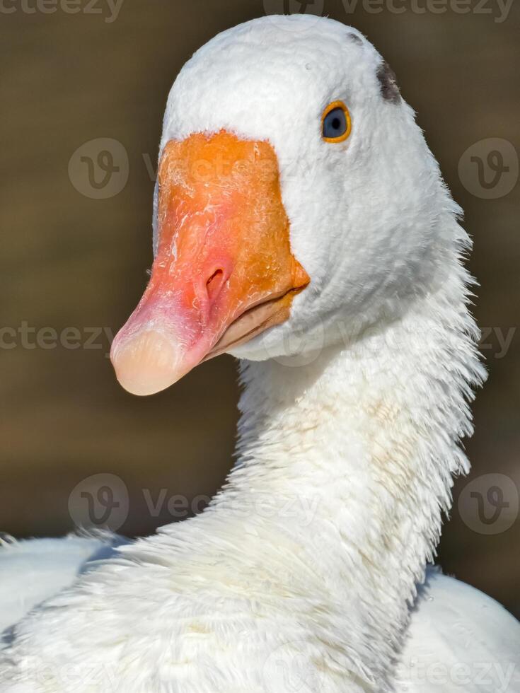 Geese Close Up Background photo
