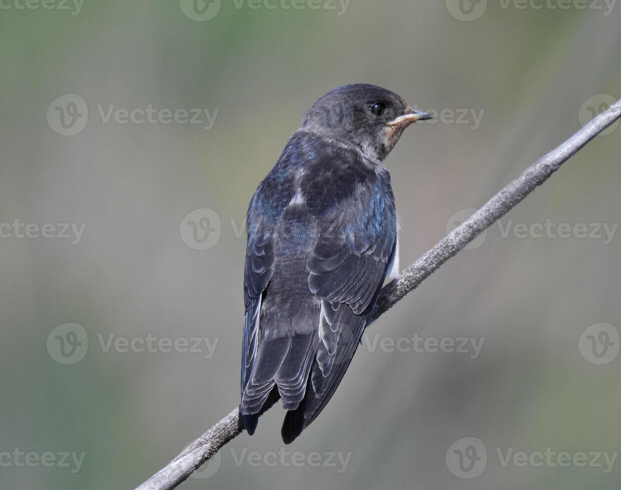Barn Swallows Bird Photography photo