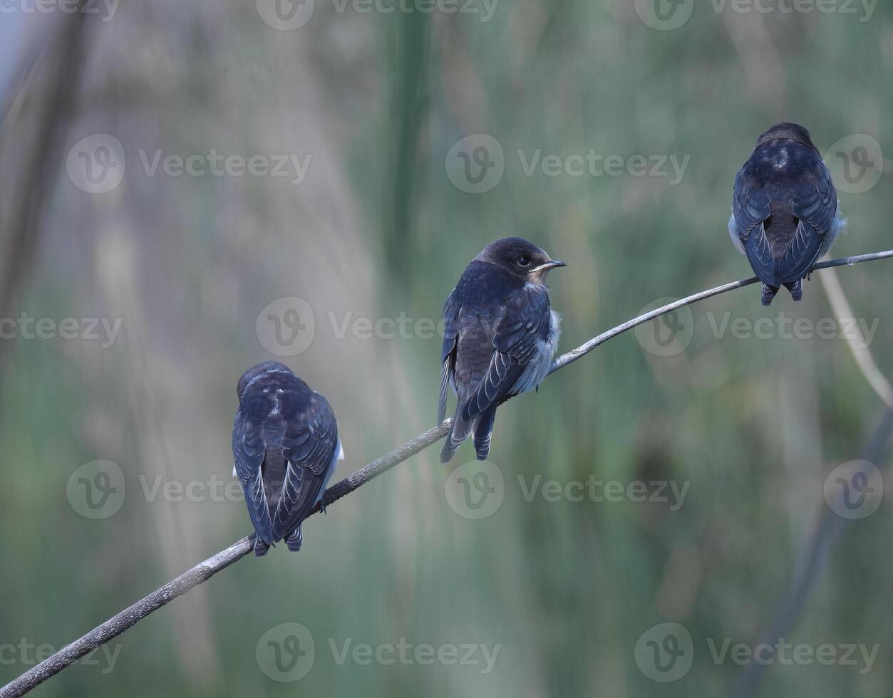 Barn Swallows Bird Photography photo
