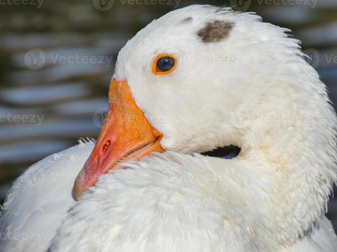Geese Close Up Background photo