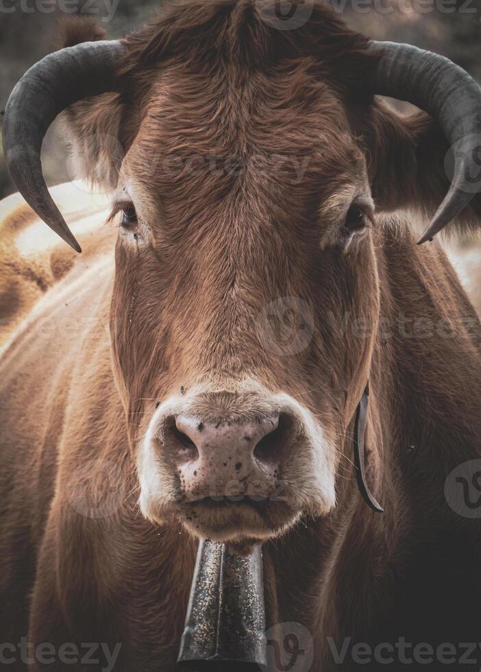Limousin Cow Close Up Photography photo