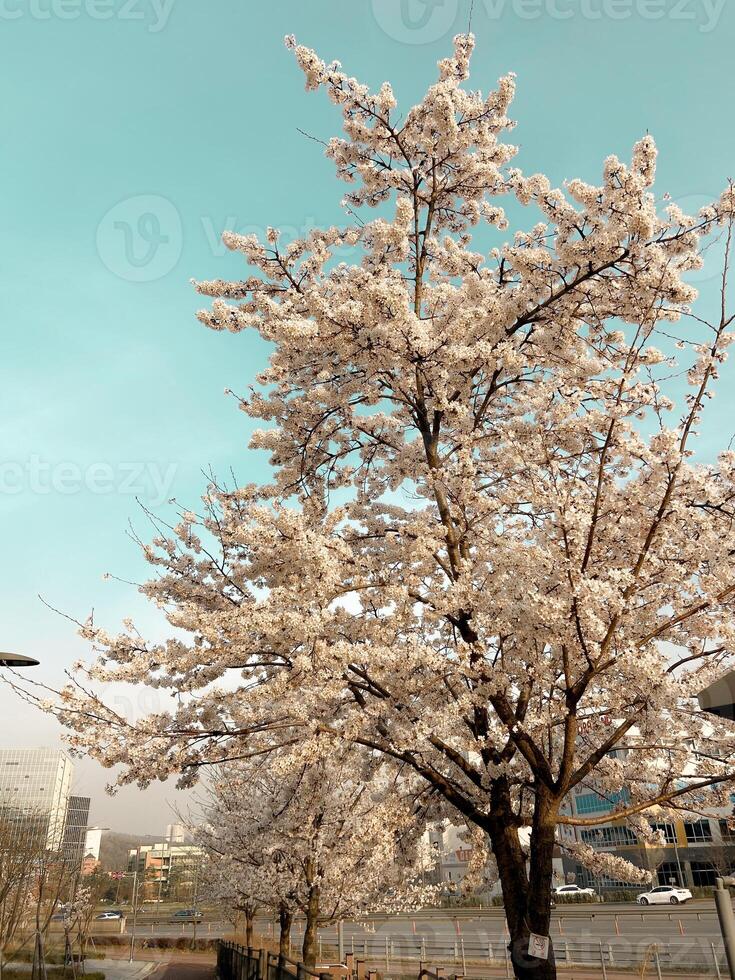 Full Bloom Cherry Blossom Tree in Urban Setting During Springtime photo