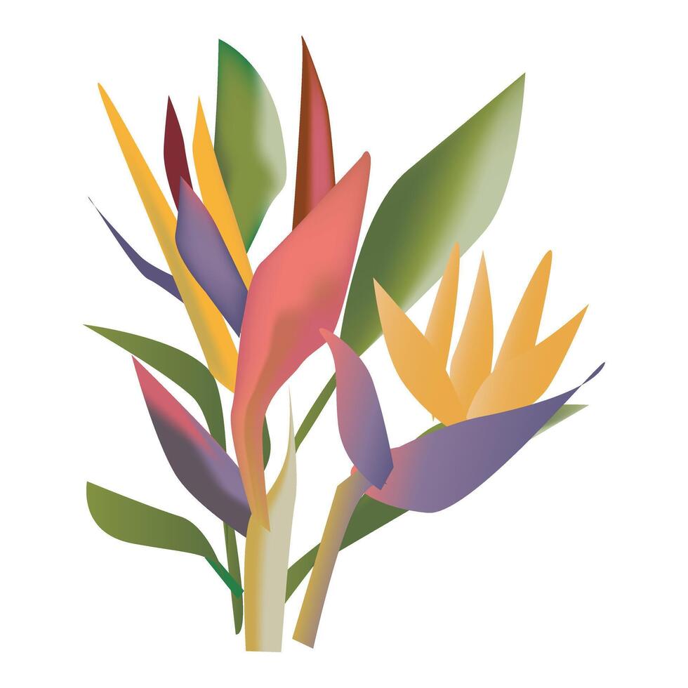 Bird of Paradise Flower vector