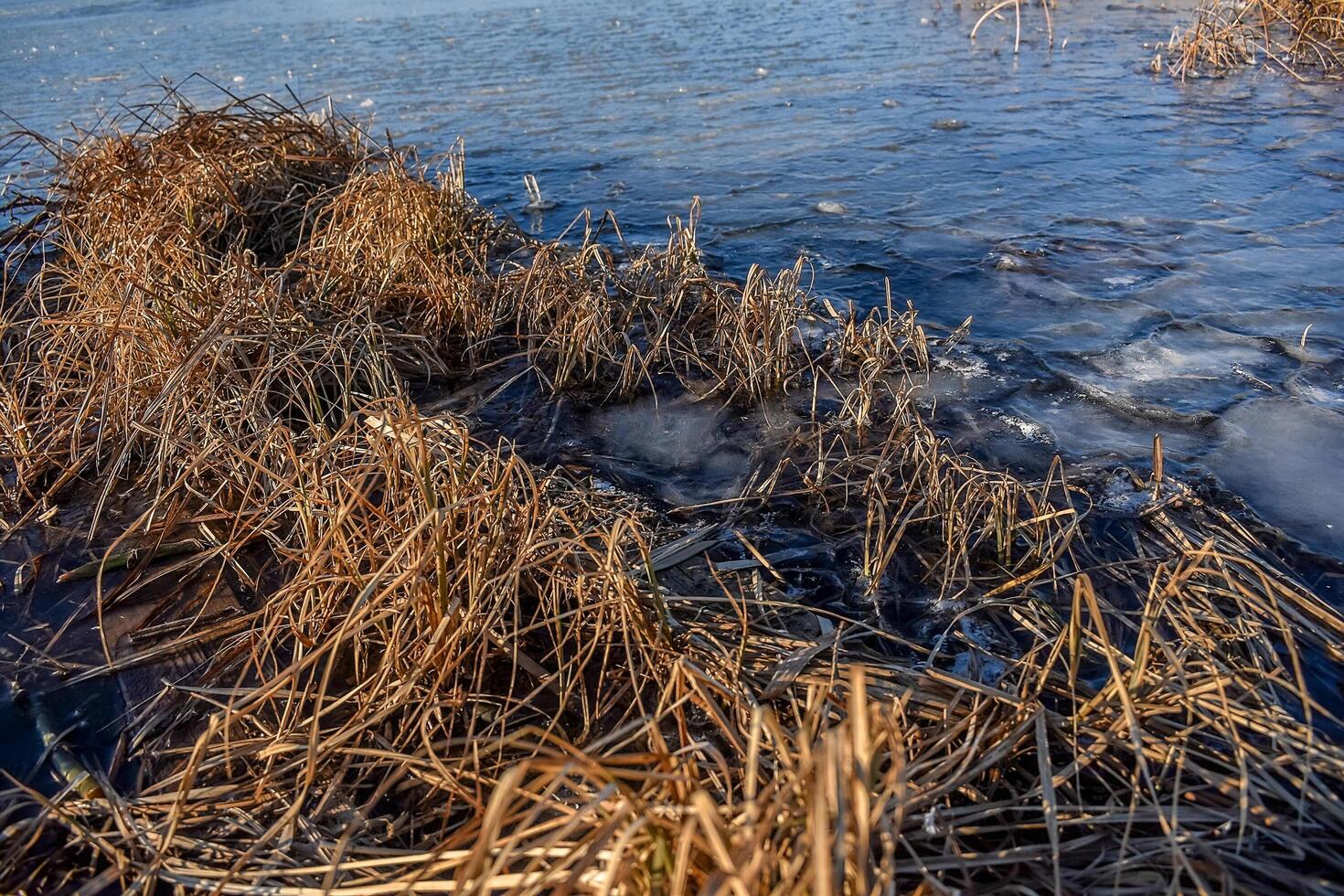 Frozen lake. Lake covered with ice with dry reeds. photo