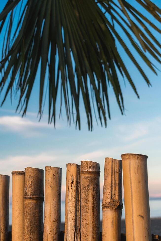 Abstract background on a tropical holiday theme. Tropical background on the seashore with palm tree and bamboo fence. photo
