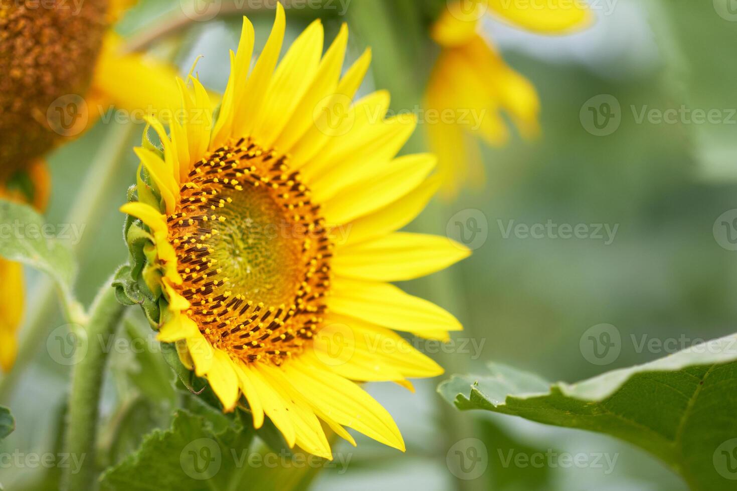 Sun Flower background photo