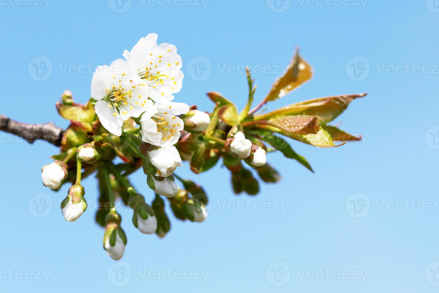 cherry flowers as background photo