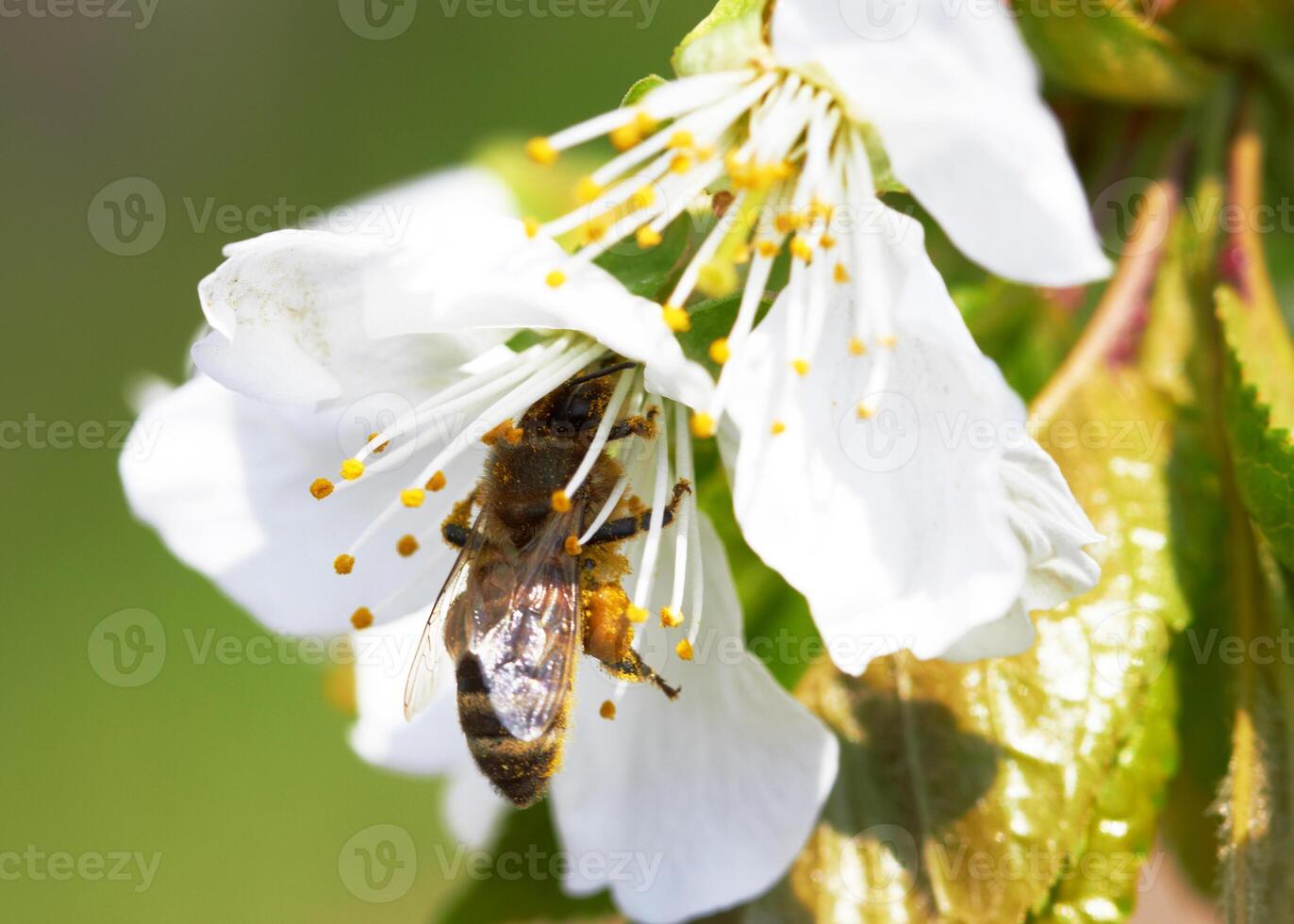 bee as background photo