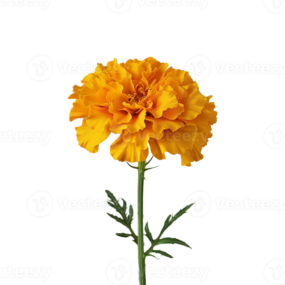 Flower isolated on transparent background png