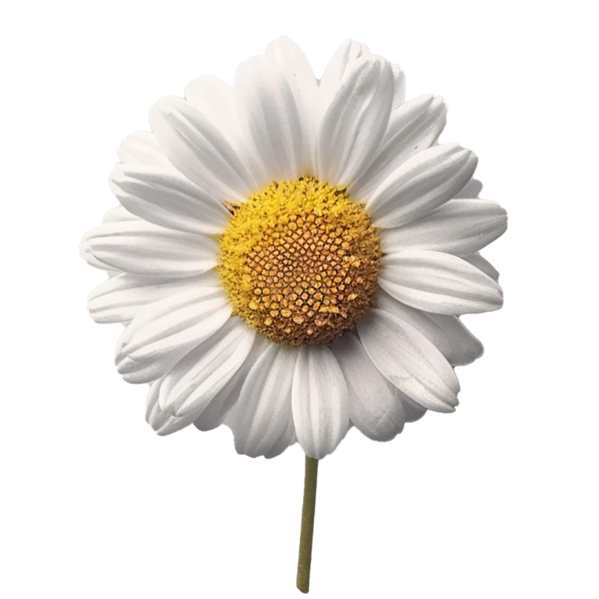 Flower Isolated On Transparent Background 45761549 Png Flower Isolated On Transparent Background 45761549 Png