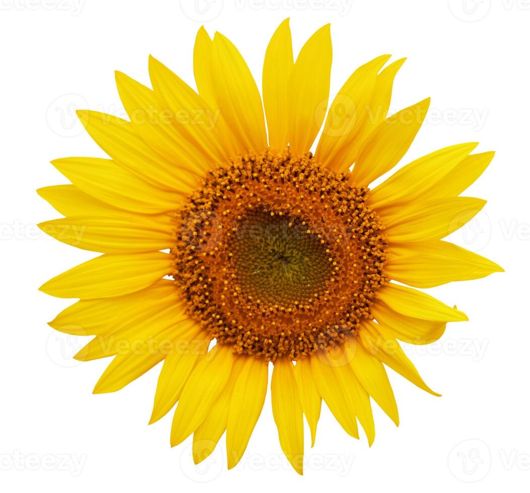 Sunflower on white photo