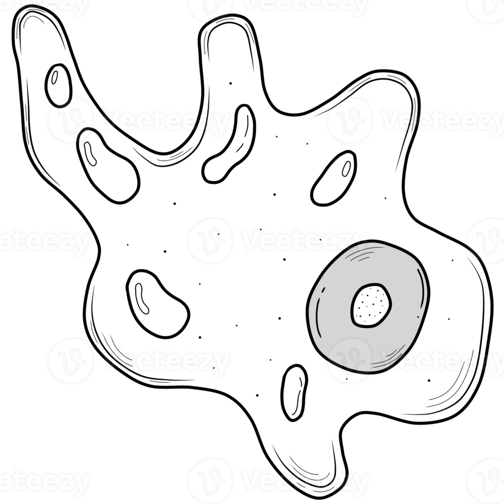outline of amoeba png