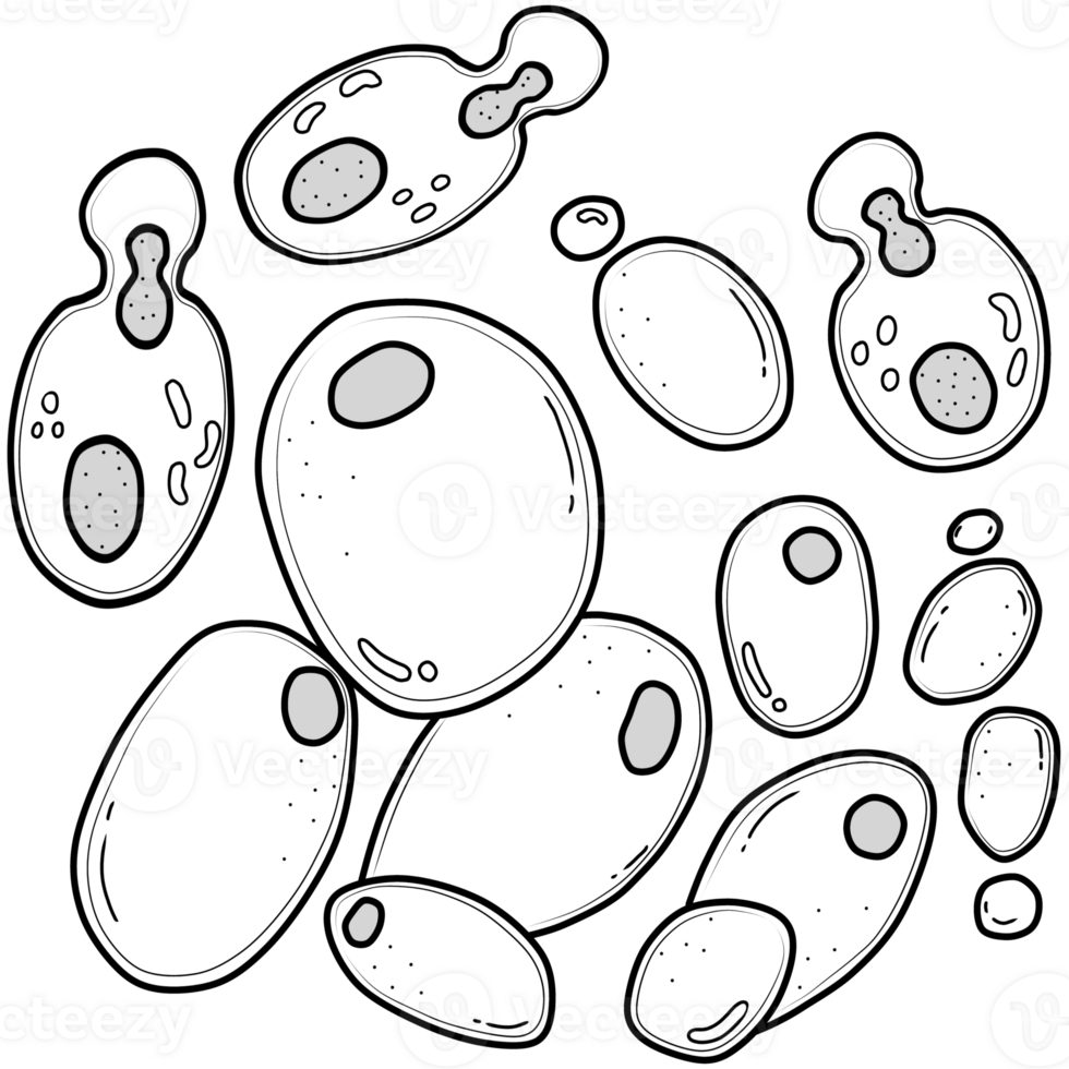 outline of yeast png