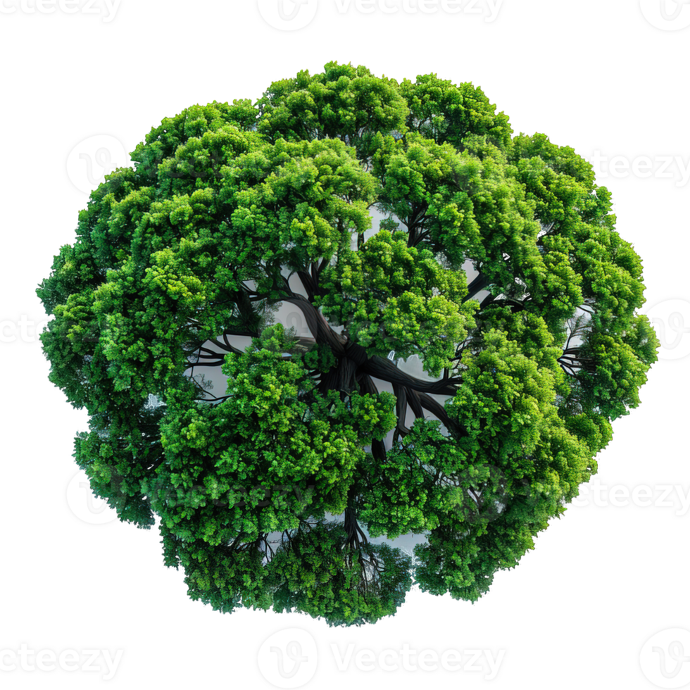 top view tree isolated on transparent background , png