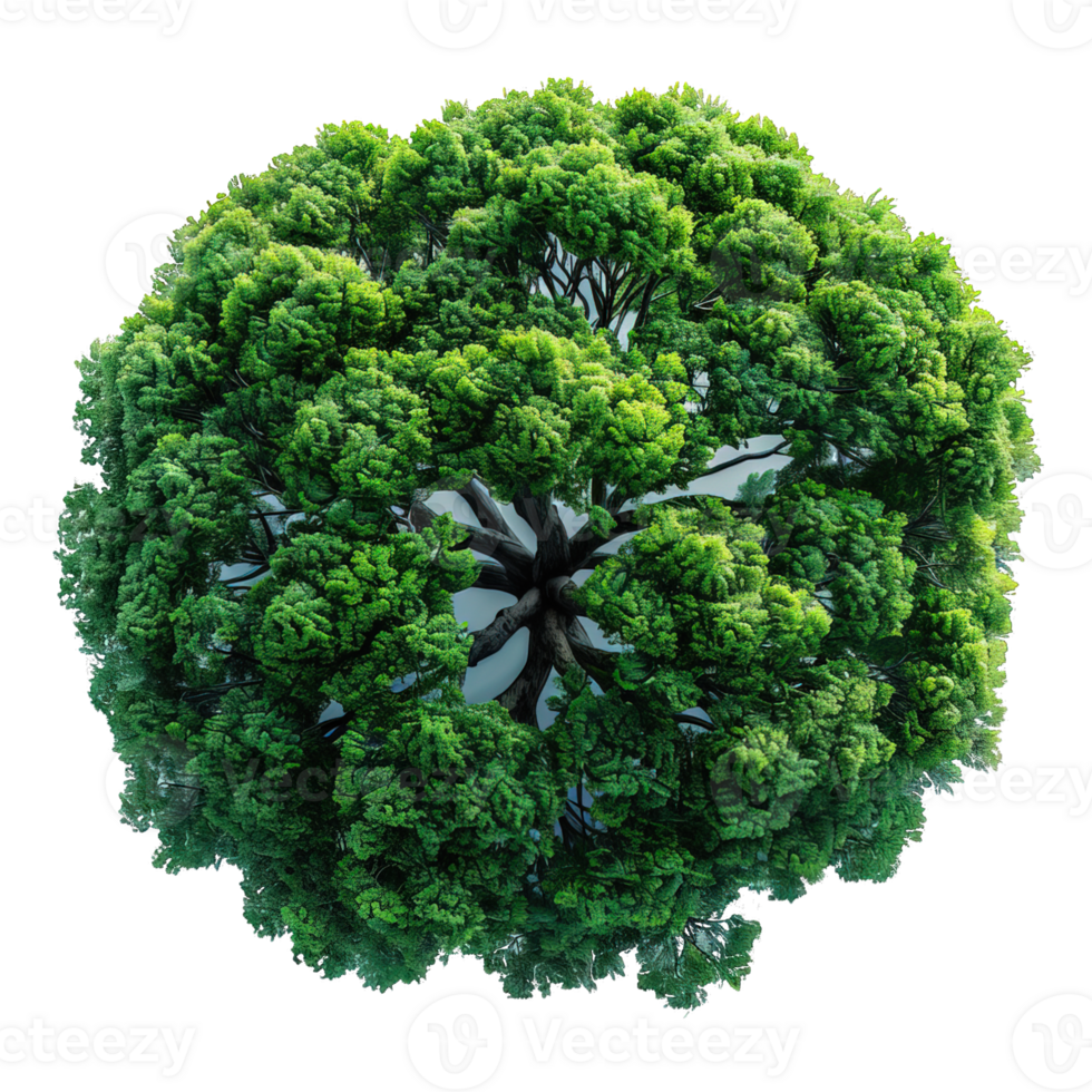 top view tree isolated on transparent background , png