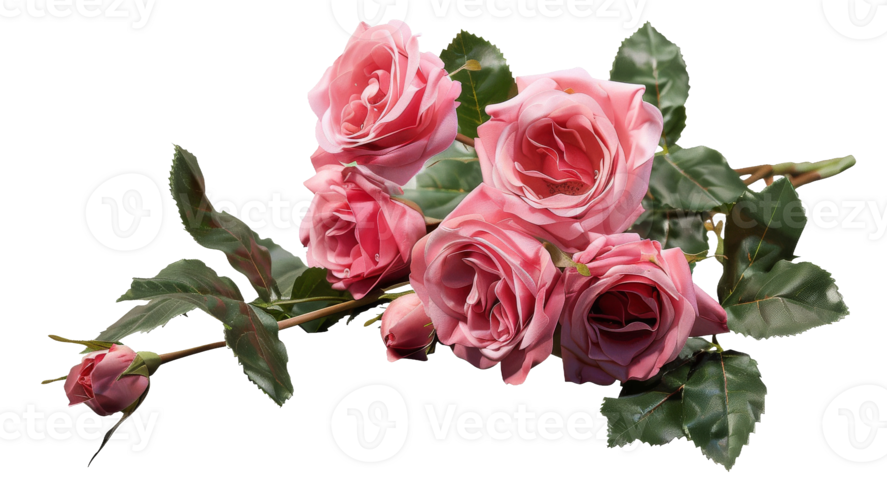 Bunch of Rose on the transparent background, Format png