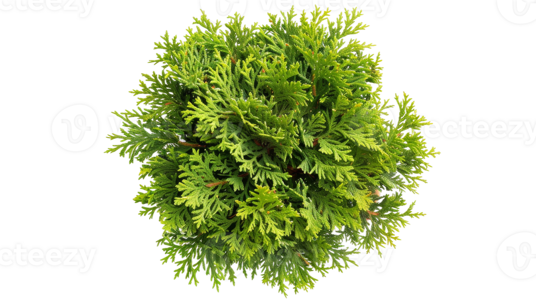 Montezuma Cypress on the transparent background, Format png