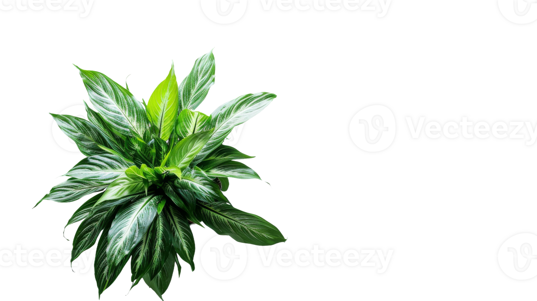 Top View of Potted Peace Lily on the transparent background, Format png