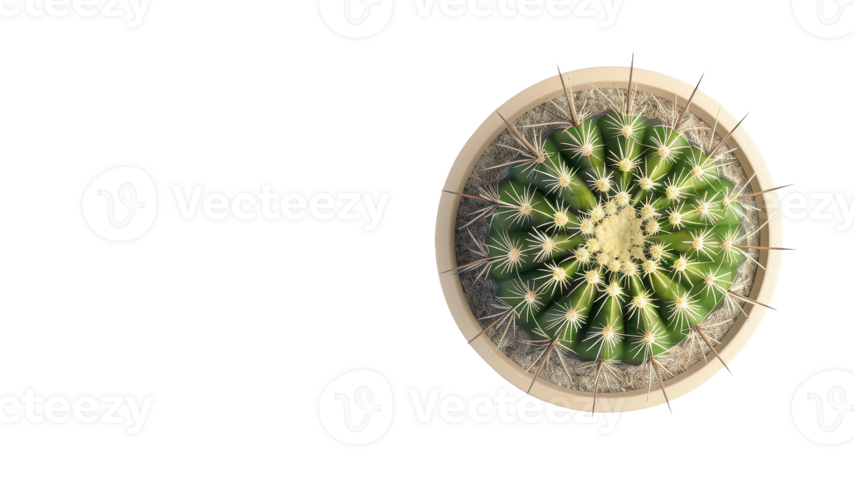 Aerial View of Potted Cactus on the transparent background, Format png