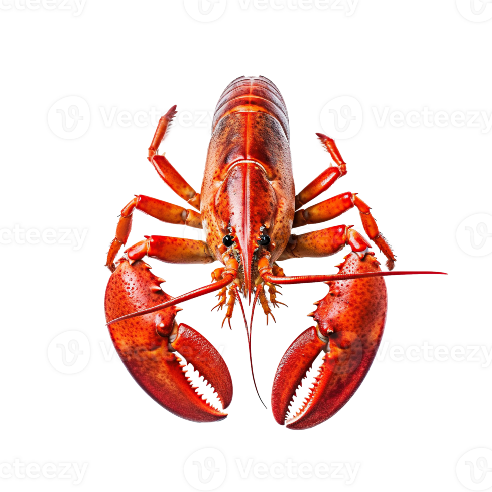 Lobster on a transparent Background png
