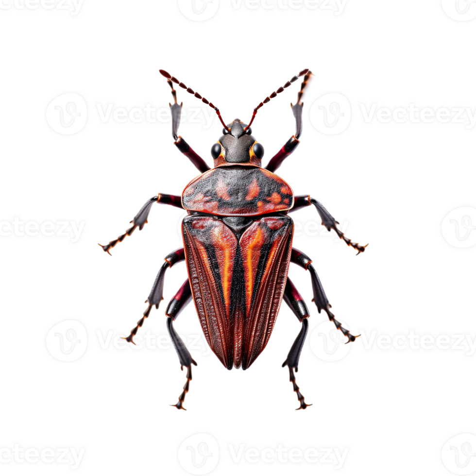 Close Up of a Forest Bug png