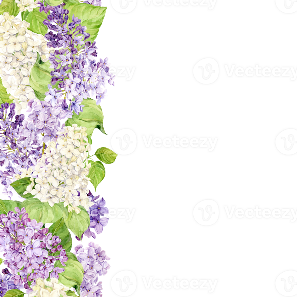 Composition of lilac flowers. Purple and white flowers on a transparent background. Watercolor illustration for cosmetics, perfumery design with place for text. Template frame isolated from background png