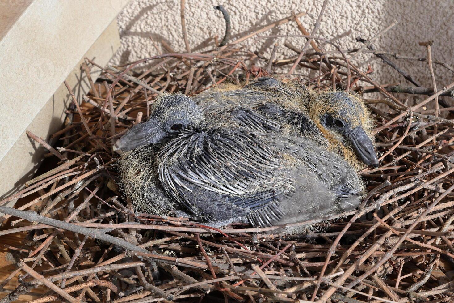 Baby pigeons in a nest on a balcony next to a shoebox photo