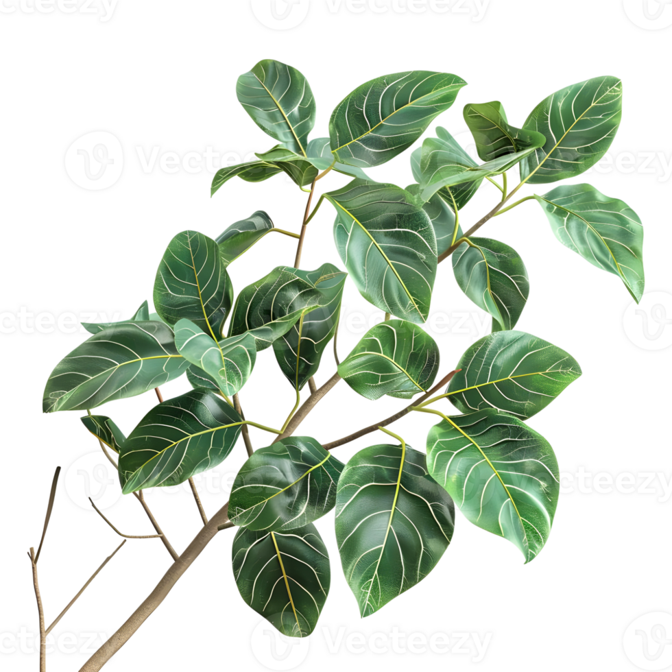 Ficus Leaf on Transparent Background png