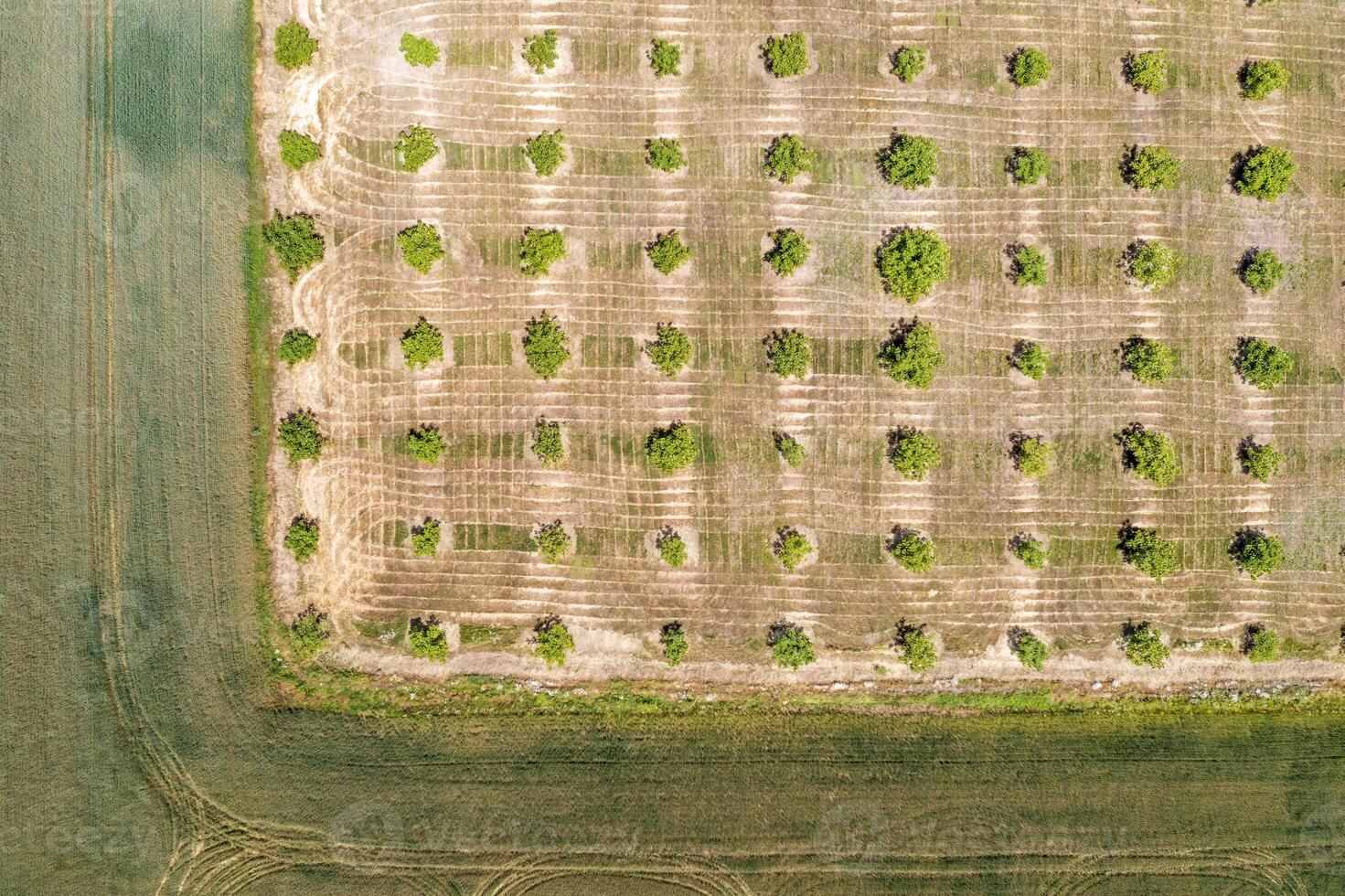 Aerial photography, top view of young trees rows. Agricultural fields, cultivated land. photo