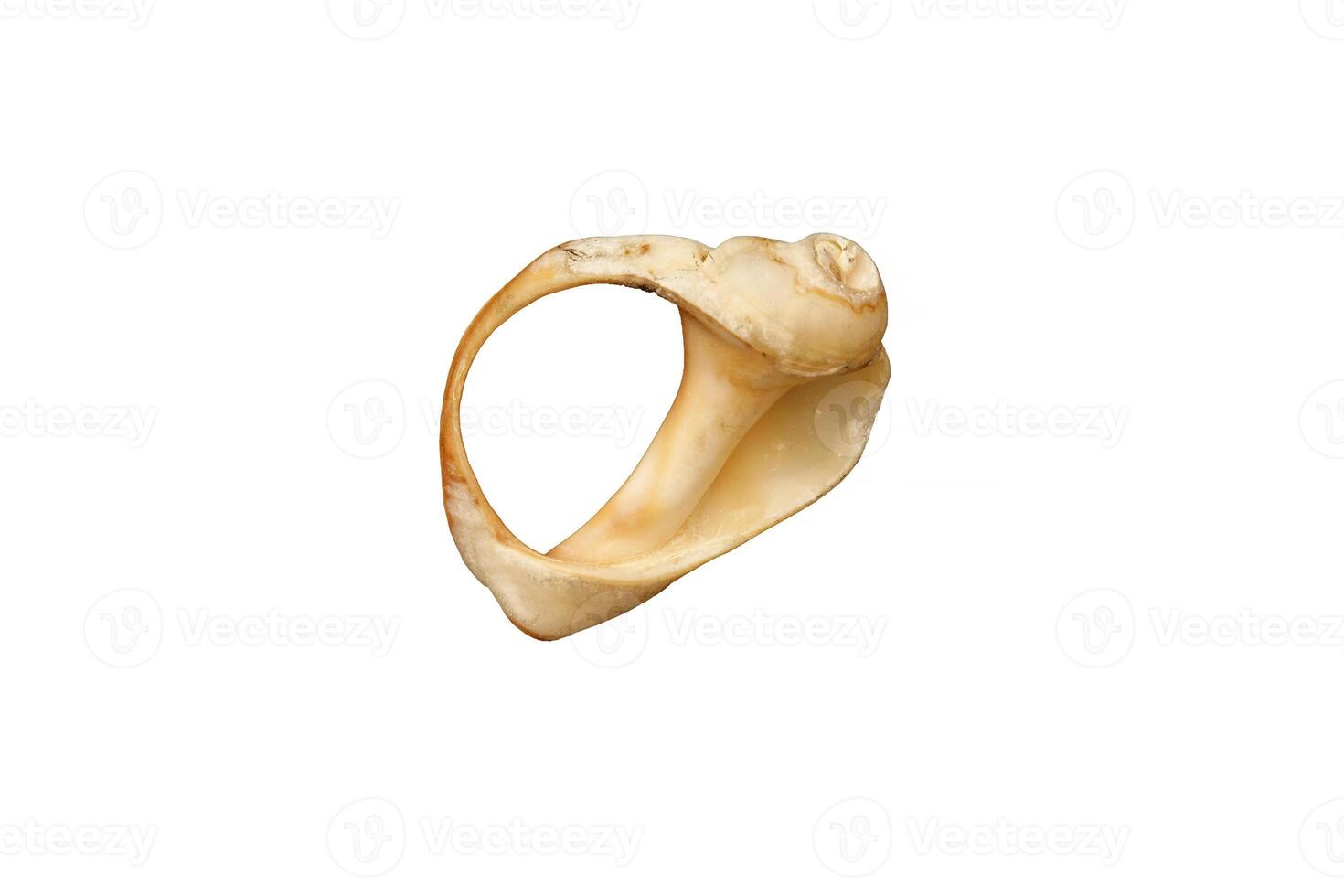 old broken snail shell, isolated on white photo