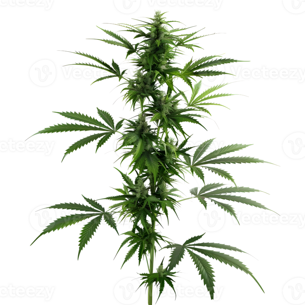 Cannabis sativa plant on Transparent Background png