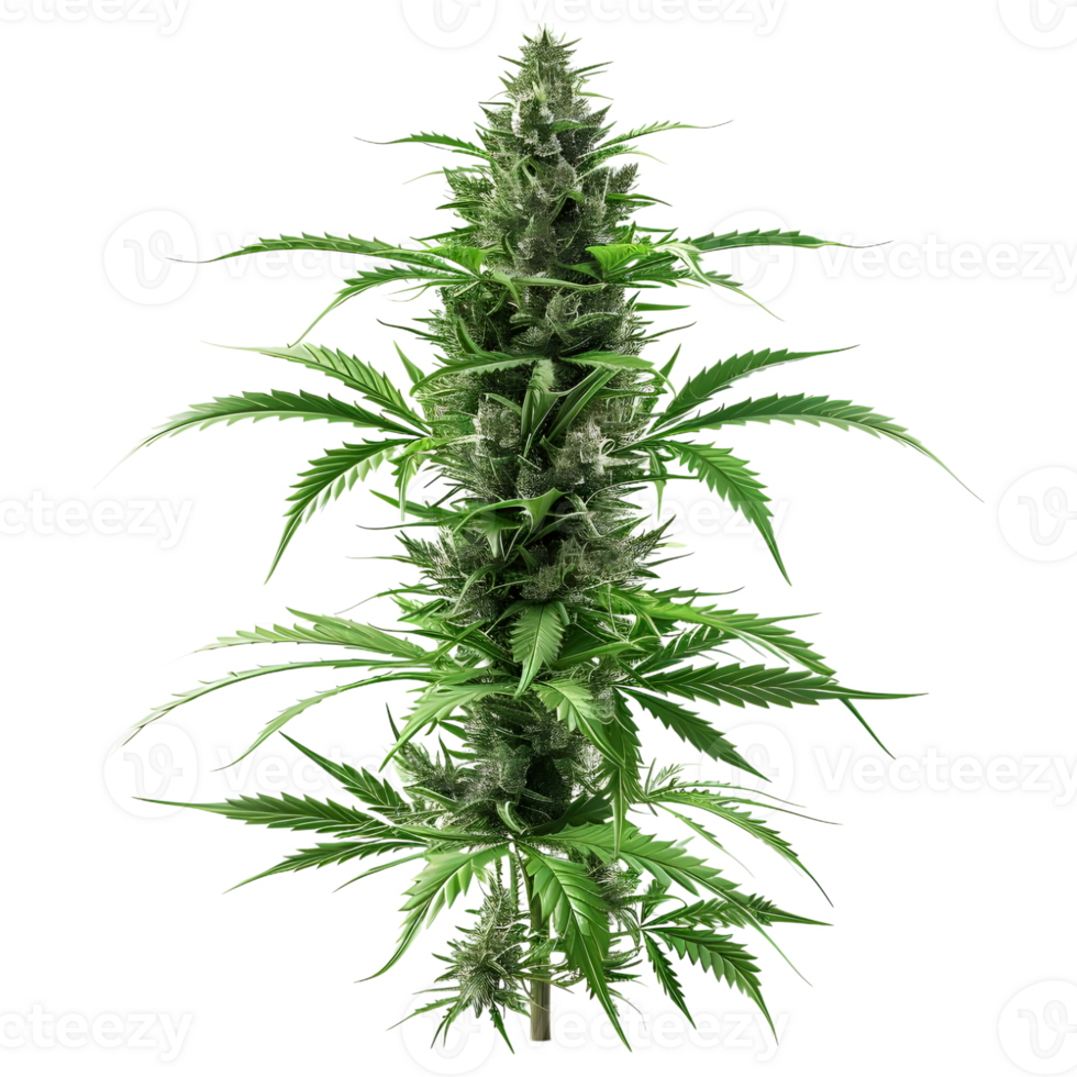 Cannabis sativa plant on Transparent Background png