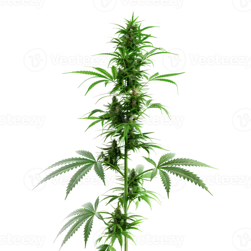 Cannabis sativa plant on Transparent Background png