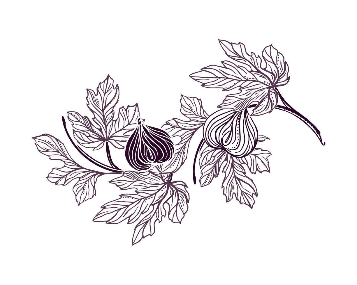 Figs Twig with leaves and fruits. Illustration in graphic style. For cards, invitations, food and cosmetic labels, covers, menus, banners, posters. vector