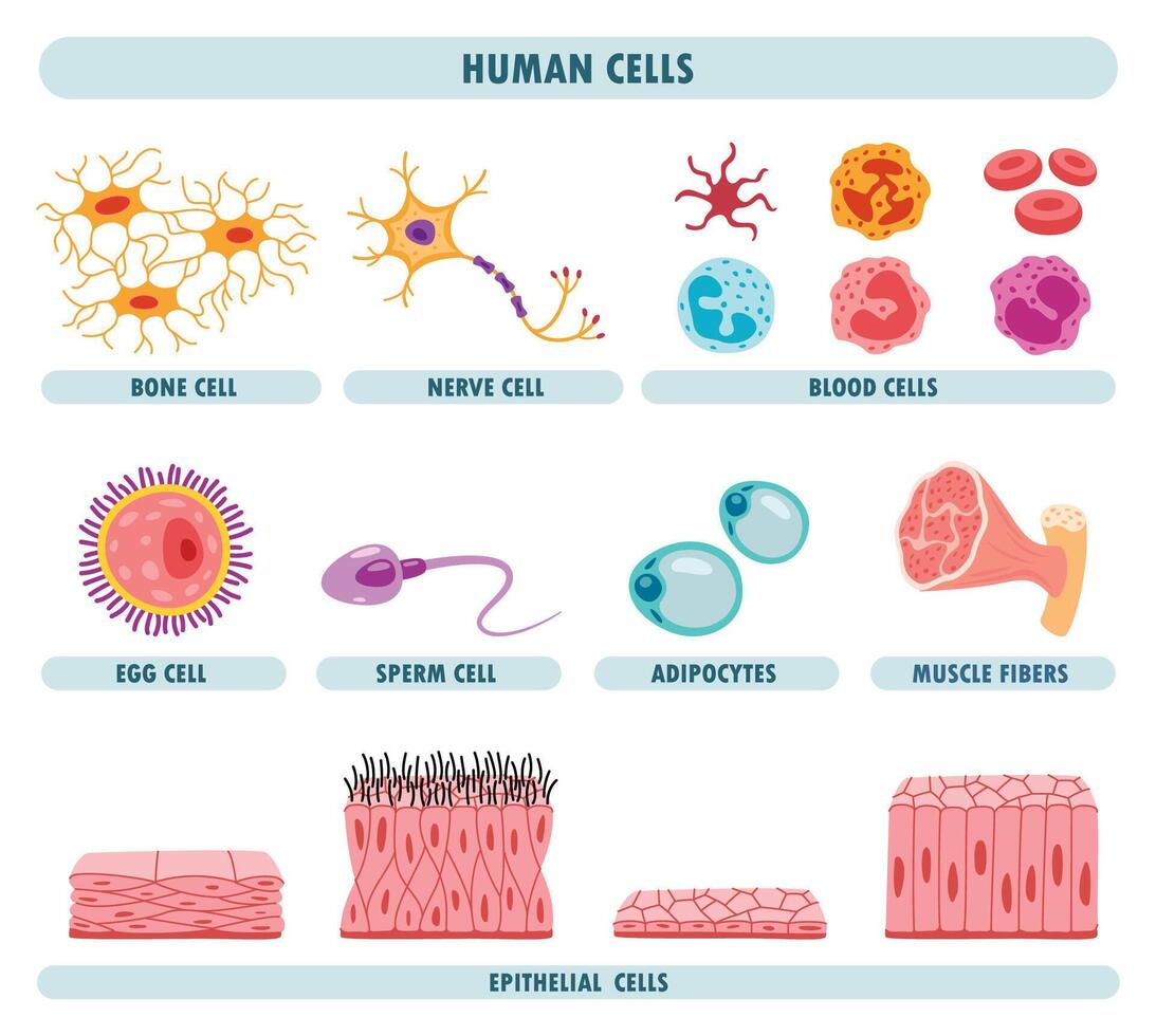 Anatomy Of Human Body Cells vector
