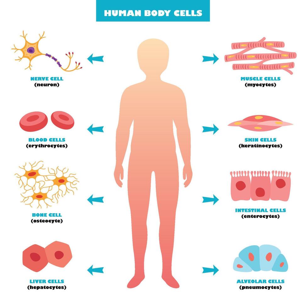 Anatomy Of Human Body Cells vector