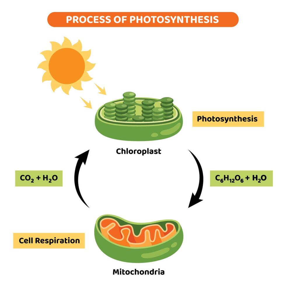 The Diagram Of Photosynthesis Process vector
