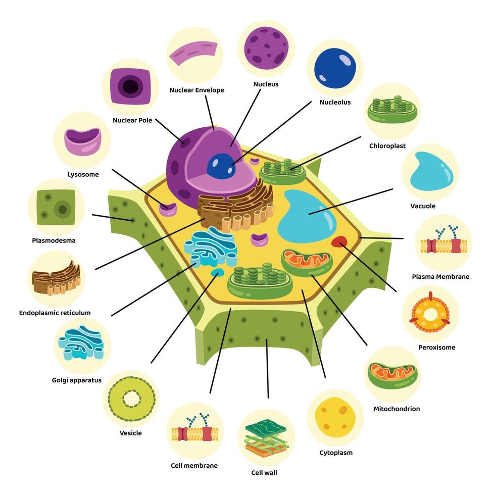 The Structure Of Plant Cell vector